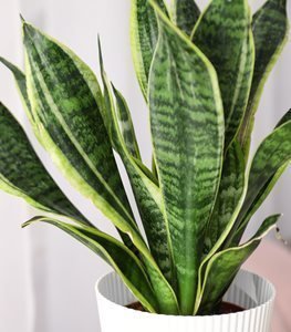 Snake Plant