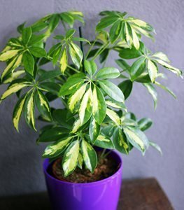 Dwarf Schefflera