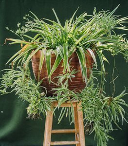 Spider Plant (Chlorophytum comosum)