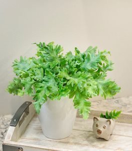 Blue Star Fern (Phlebodium aureum)